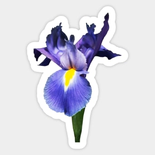 Irises - Delicate Purple Iris Sticker